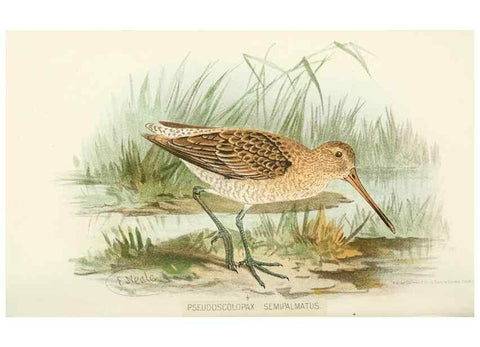 Reproducción/Reproduction 49785180268: Indian sporting birds /. London :Francis Edwards,1915.. 