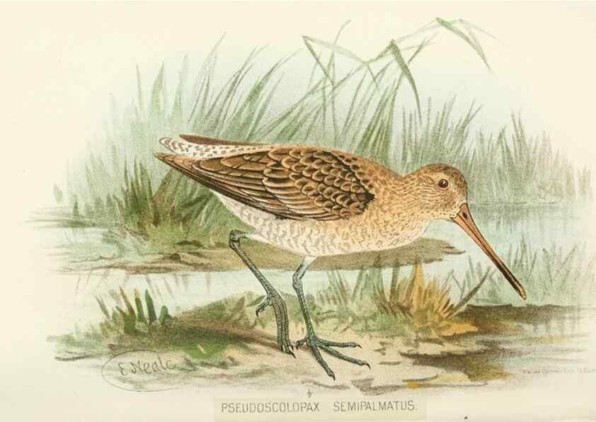 Reproducción/Reproduction 49785180268: Indian sporting birds /. London :Francis Edwards,1915.. 