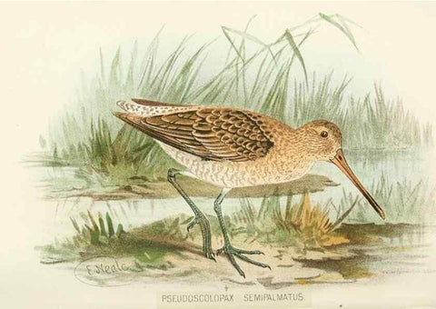 Reproducción/Reproduction 49785180268: Indian sporting birds /. London :Francis Edwards,1915.. 