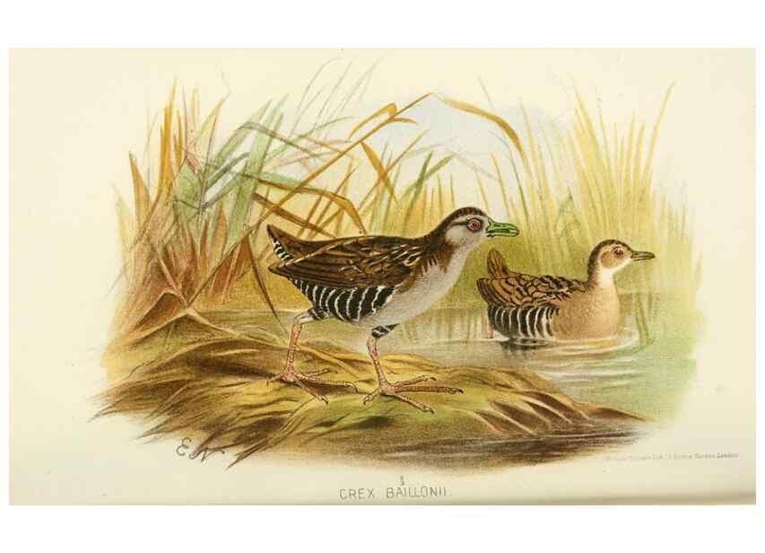 Reproducción/Reproduction 49785721071: Indian sporting birds /. London :Francis Edwards,1915.. 