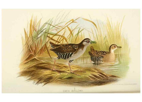 Reproducción/Reproduction 49785721071: Indian sporting birds /. London :Francis Edwards,1915.. 
