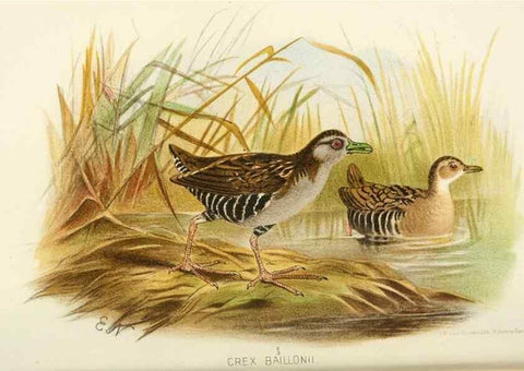 Reproducción/Reproduction 49785721071: Indian sporting birds /. London :Francis Edwards,1915.. 