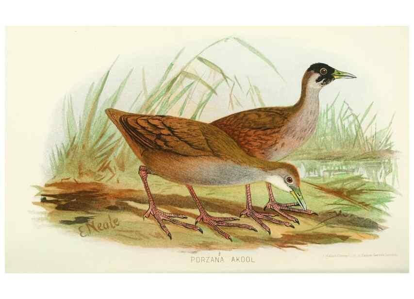 Reproducción/Reproduction 49786044342: Indian sporting birds /. London :Francis Edwards,1915.. 