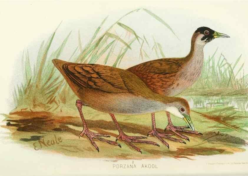 Reproducción/Reproduction 49786044342: Indian sporting birds /. London :Francis Edwards,1915.. 