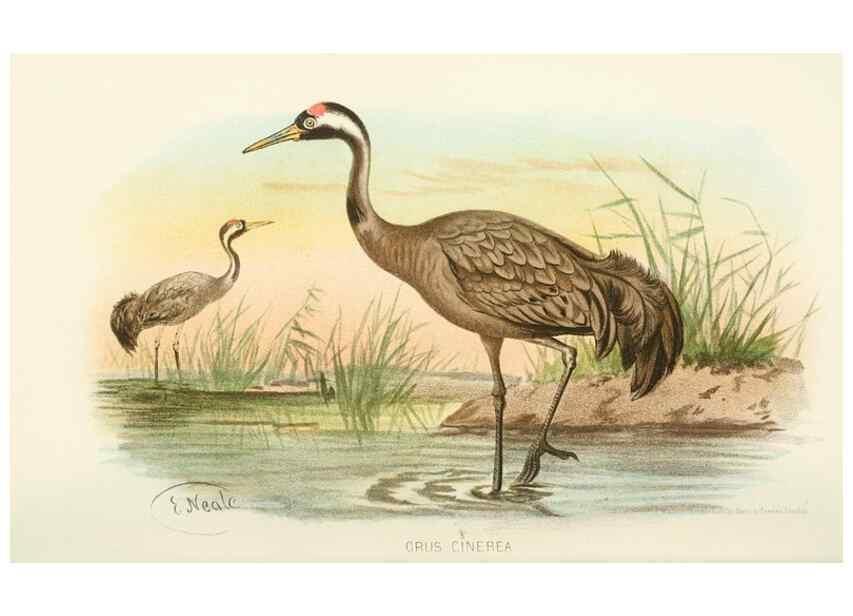 Reproducción/Reproduction 49786044807: Indian sporting birds /. London :Francis Edwards,1915.. 