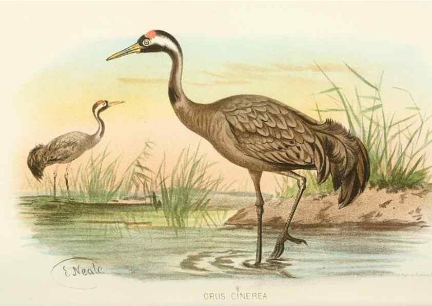 Reproducción/Reproduction 49786044807: Indian sporting birds /. London :Francis Edwards,1915.. 