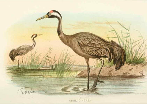 Reproducción/Reproduction 49786044807: Indian sporting birds /. London :Francis Edwards,1915.. 