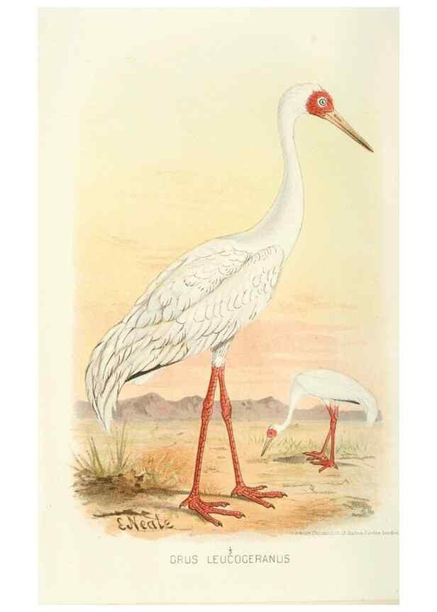 Reproducción/Reproduction 49785187568: Indian sporting birds /. London :Francis Edwards,1915.. 
