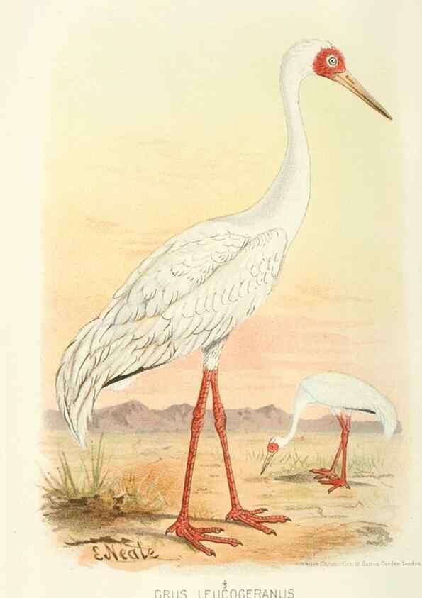 Reproducción/Reproduction 49785187568: Indian sporting birds /. London :Francis Edwards,1915.. 