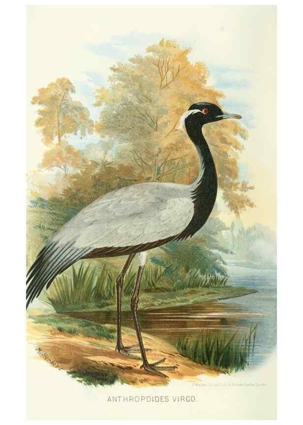 Reproducción/Reproduction 49786045707: Indian sporting birds /. London :Francis Edwards,1915.. 