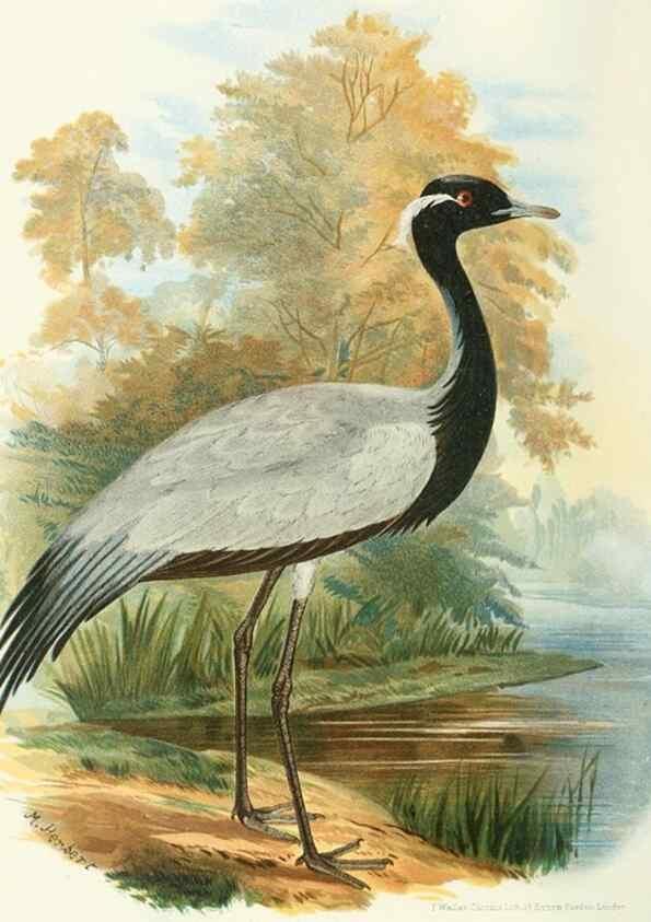 Reproducción/Reproduction 49786045707: Indian sporting birds /. London :Francis Edwards,1915.. 