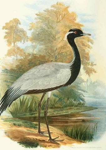 Reproducción/Reproduction 49786045707: Indian sporting birds /. London :Francis Edwards,1915.. 