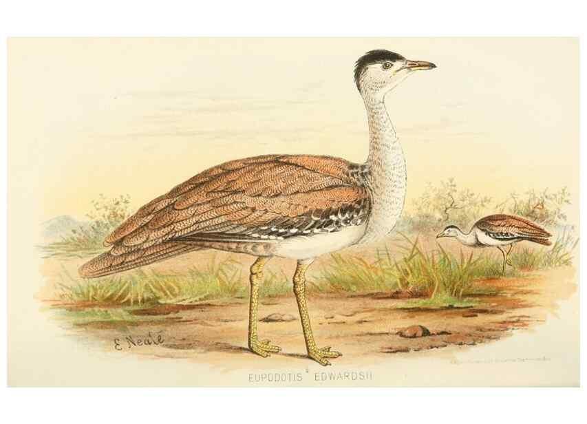 Reproducción/Reproduction 49786046157: Indian sporting birds /. London :Francis Edwards,1915.. 