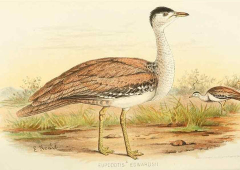 Reproducción/Reproduction 49786046157: Indian sporting birds /. London :Francis Edwards,1915.. 