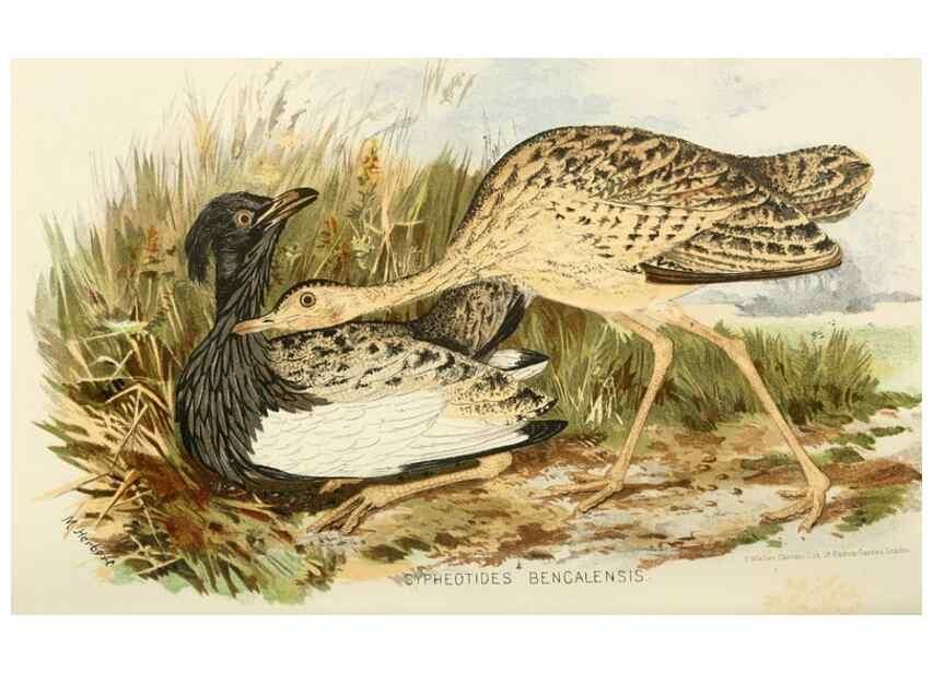 Reproducción/Reproduction 49785189028: Indian sporting birds /. London :Francis Edwards,1915.. 