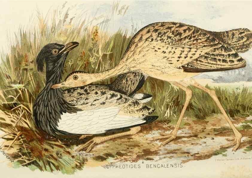 Reproducción/Reproduction 49785189028: Indian sporting birds /. London :Francis Edwards,1915.. 