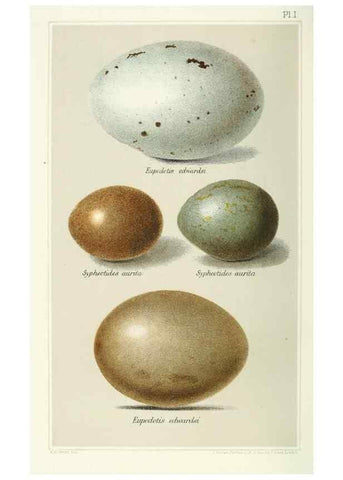 Reproducción/Reproduction 49785189423: Indian sporting birds /. London :Francis Edwards,1915.. 