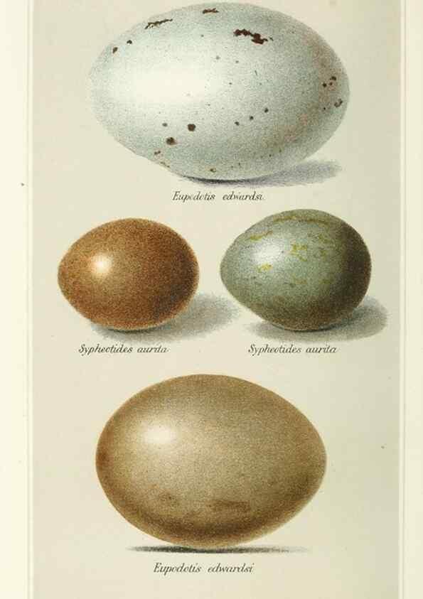 Reproducción/Reproduction 49785189423: Indian sporting birds /. London :Francis Edwards,1915.. 