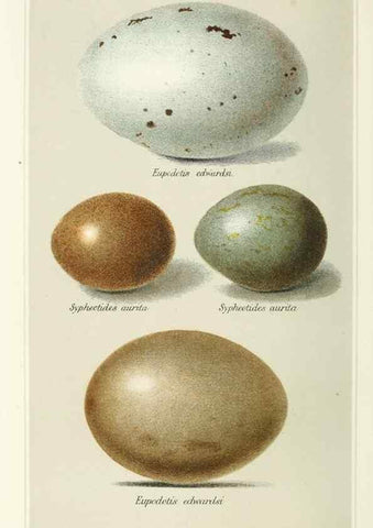 Reproducción/Reproduction 49785189423: Indian sporting birds /. London :Francis Edwards,1915.. 