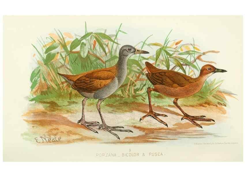 Reproducción/Reproduction 49785185843: Indian sporting birds /. London :Francis Edwards,1915.. 