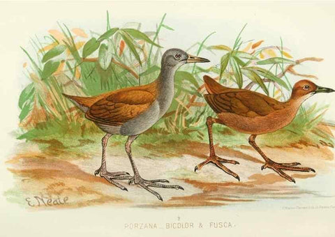 Reproducción/Reproduction 49785185843: Indian sporting birds /. London :Francis Edwards,1915.. 