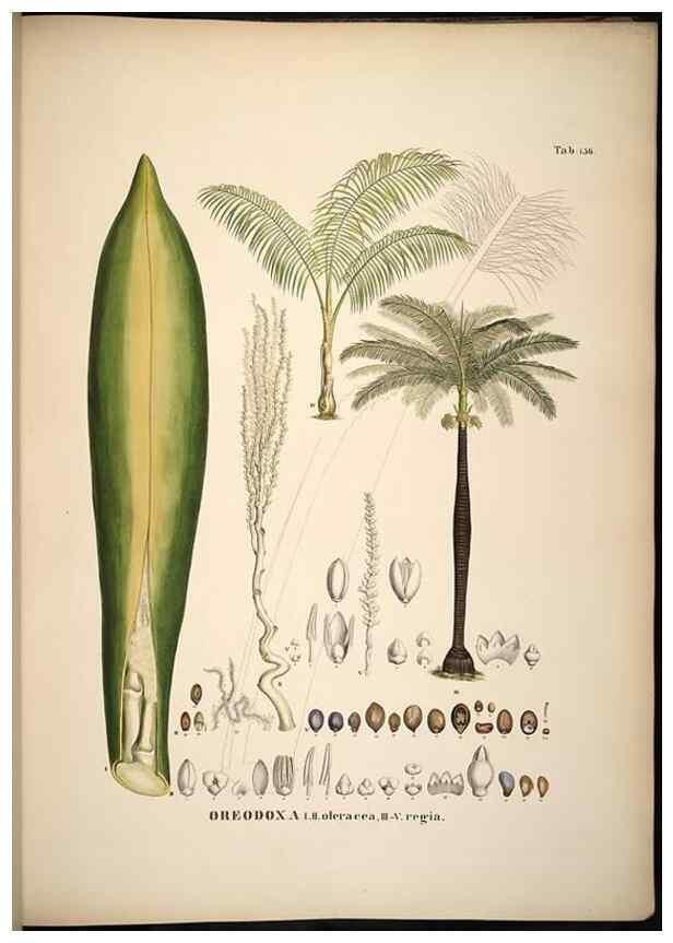 Reproducción/Reproduction 49784533213: Historia naturalis palmarum. Lipsiae: T.O. Weigel, [1823-50]. 