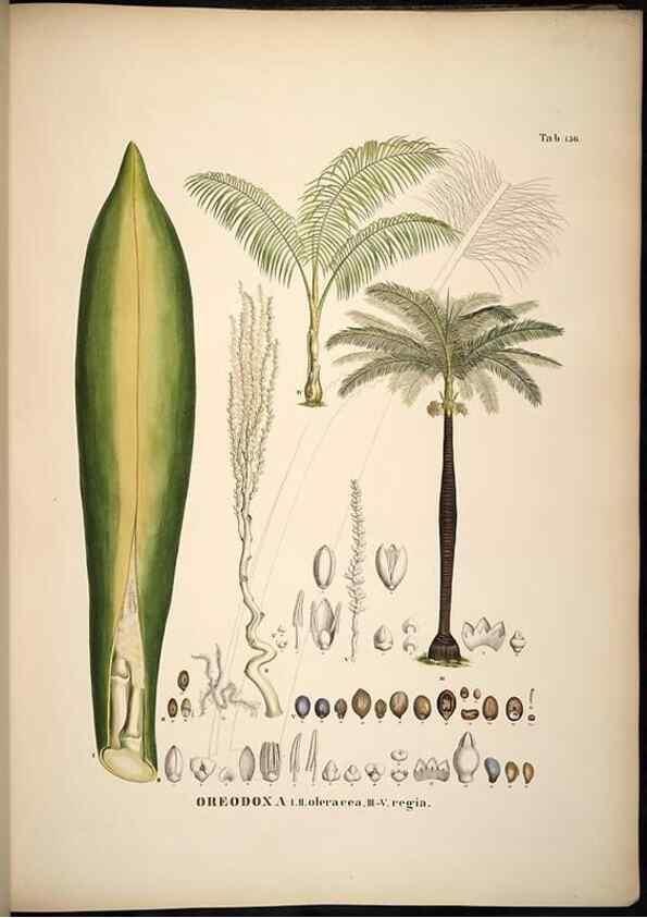 Reproducción/Reproduction 49784533213: Historia naturalis palmarum. Lipsiae: T.O. Weigel, [1823-50]. 
