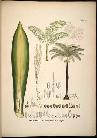 Reproducción/Reproduction 49784533213: Historia naturalis palmarum. Lipsiae: T.O. Weigel, [1823-50]. 
