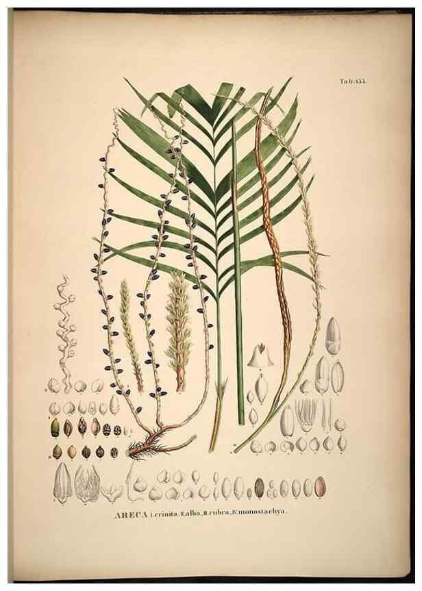 Reproducción/Reproduction 49784533008: Historia naturalis palmarum. Lipsiae: T.O. Weigel, [1823-50]. 