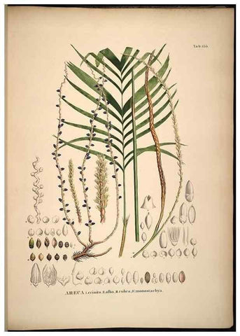 Reproducción/Reproduction 49784533008: Historia naturalis palmarum. Lipsiae: T.O. Weigel, [1823-50]. 