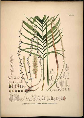 Reproducción/Reproduction 49784533008: Historia naturalis palmarum. Lipsiae: T.O. Weigel, [1823-50]. 