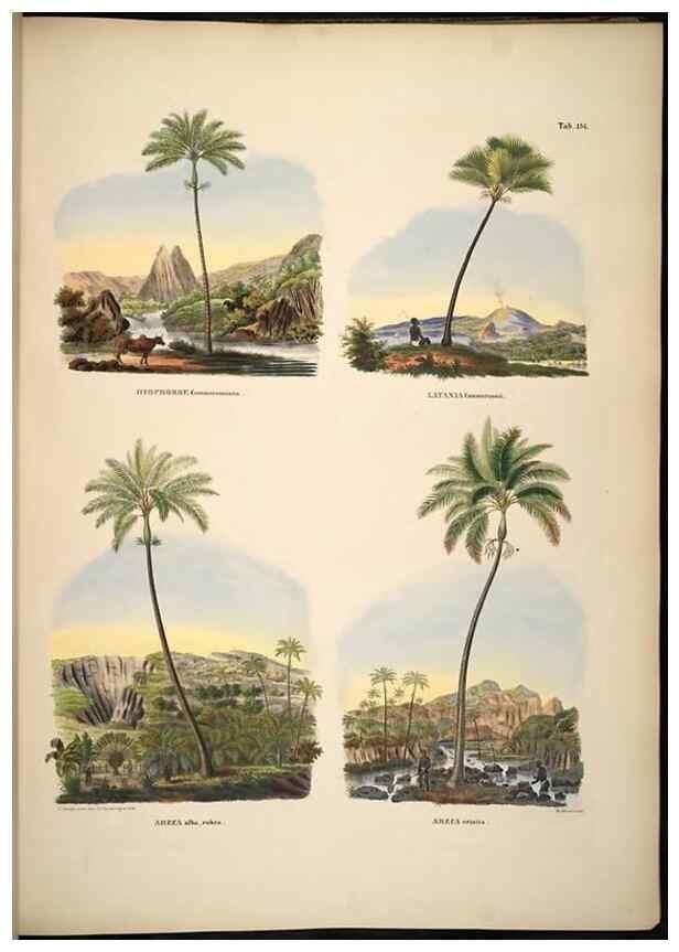 Reproducción/Reproduction 49784532718: Historia naturalis palmarum. Lipsiae: T.O. Weigel, [1823-50]. 