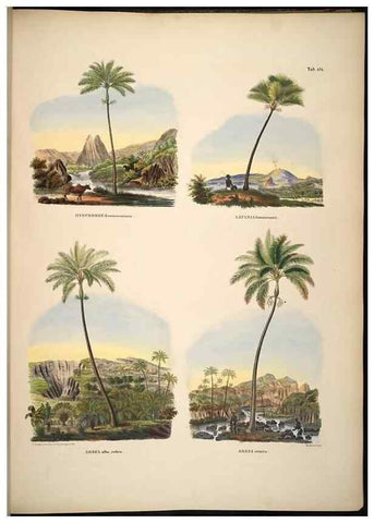Reproducción/Reproduction 49784532718: Historia naturalis palmarum. Lipsiae: T.O. Weigel, [1823-50]. 