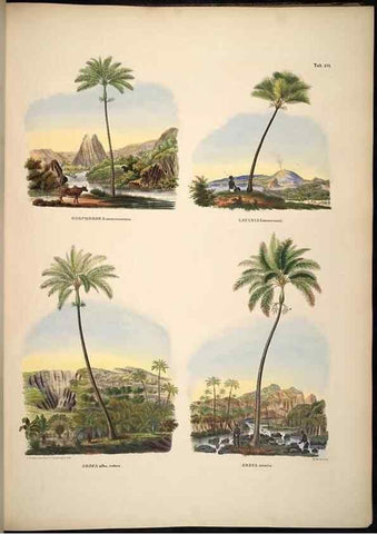 Reproducción/Reproduction 49784532718: Historia naturalis palmarum. Lipsiae: T.O. Weigel, [1823-50]. 