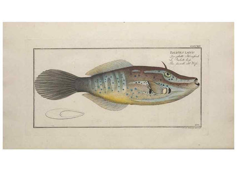 Reproducción/Reproduction 49774072348: Ichtyologie, ou, Histoire naturelle, générale et particulière des poissons :. A Berlin :Chez l'auteur, & chez François de la Garde libraire,1785-1797.. 