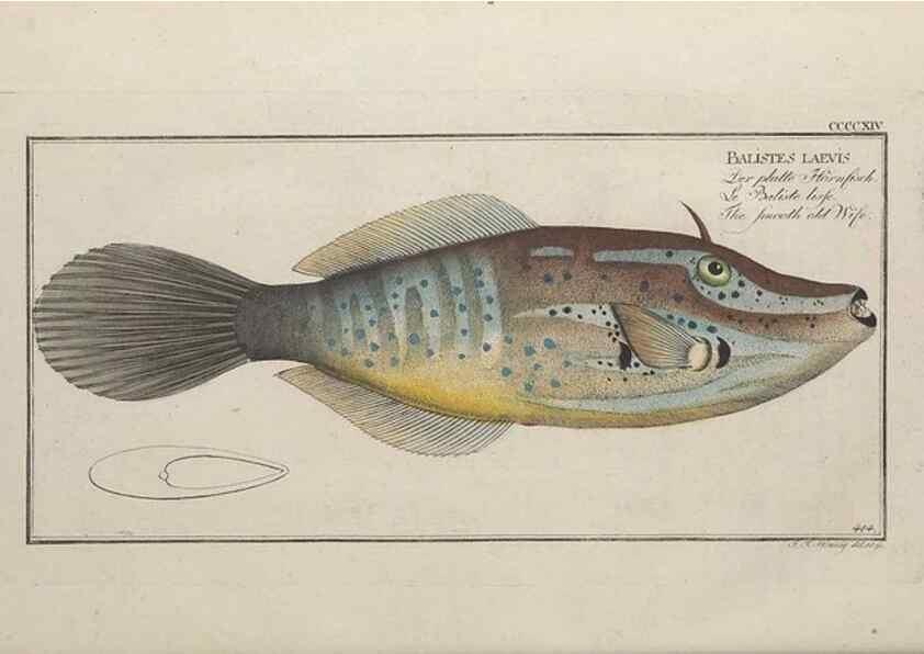 Reproducción/Reproduction 49774072348: Ichtyologie, ou, Histoire naturelle, générale et particulière des poissons :. A Berlin :Chez l'auteur, & chez François de la Garde libraire,1785-1797.. 
