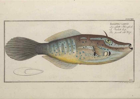 Reproducción/Reproduction 49774072348: Ichtyologie, ou, Histoire naturelle, générale et particulière des poissons :. A Berlin :Chez l'auteur, & chez François de la Garde libraire,1785-1797.. 