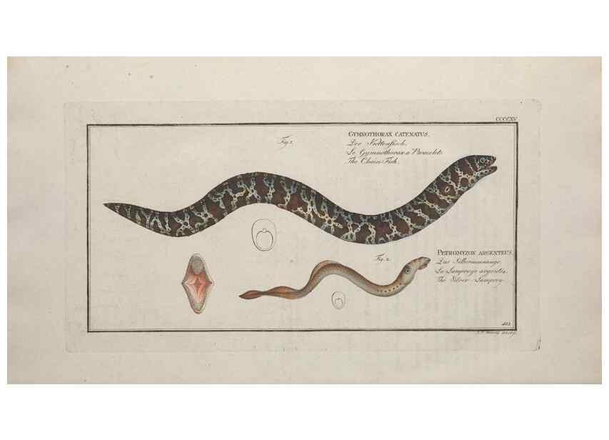 Reproducción/Reproduction 49774602866: Ichtyologie, ou, Histoire naturelle, générale et particulière des poissons :. A Berlin :Chez l'auteur, & chez François de la Garde libraire,1785-1797.. 