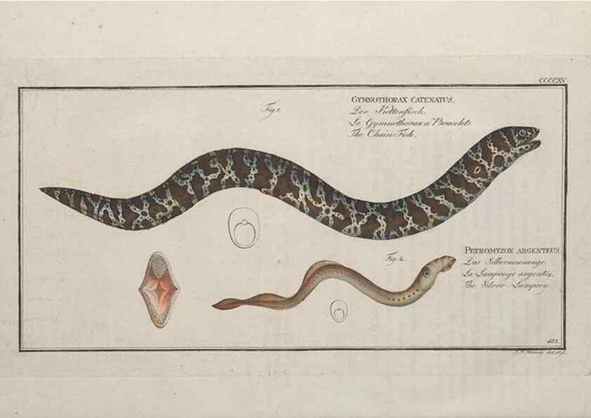 Reproducción/Reproduction 49774602866: Ichtyologie, ou, Histoire naturelle, générale et particulière des poissons :. A Berlin :Chez l'auteur, & chez François de la Garde libraire,1785-1797.. 