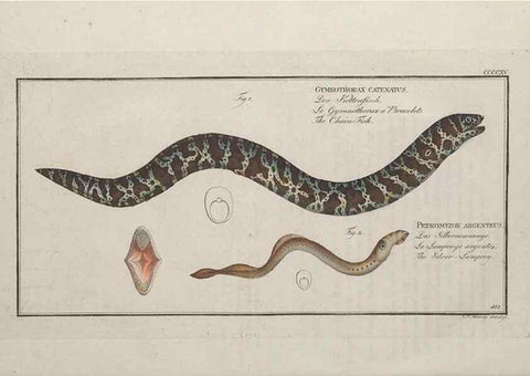 Reproducción/Reproduction 49774602866: Ichtyologie, ou, Histoire naturelle, générale et particulière des poissons :. A Berlin :Chez l'auteur, & chez François de la Garde libraire,1785-1797.. 
