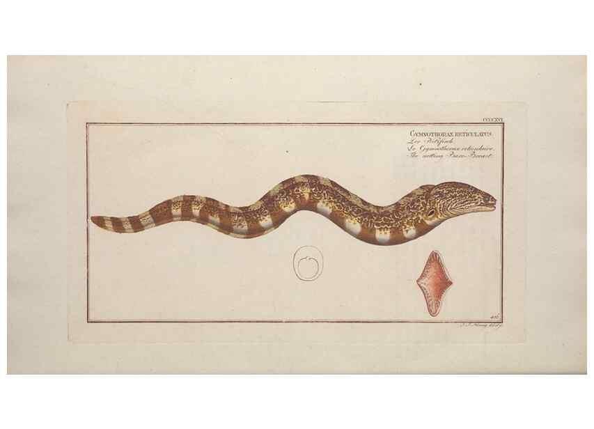 Reproducción/Reproduction 49774603191: Ichtyologie, ou, Histoire naturelle, générale et particulière des poissons :. A Berlin :Chez l'auteur, & chez François de la Garde libraire,1785-1797.. 