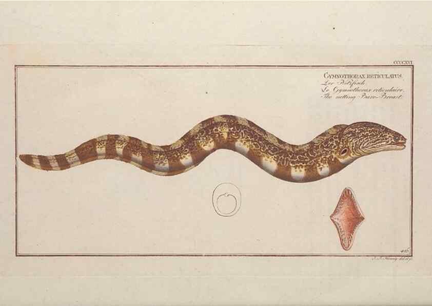 Reproducción/Reproduction 49774603191: Ichtyologie, ou, Histoire naturelle, générale et particulière des poissons :. A Berlin :Chez l'auteur, & chez François de la Garde libraire,1785-1797.. 