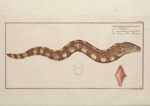 Reproducción/Reproduction 49774603191: Ichtyologie, ou, Histoire naturelle, générale et particulière des poissons :. A Berlin :Chez l'auteur, & chez François de la Garde libraire,1785-1797.. 