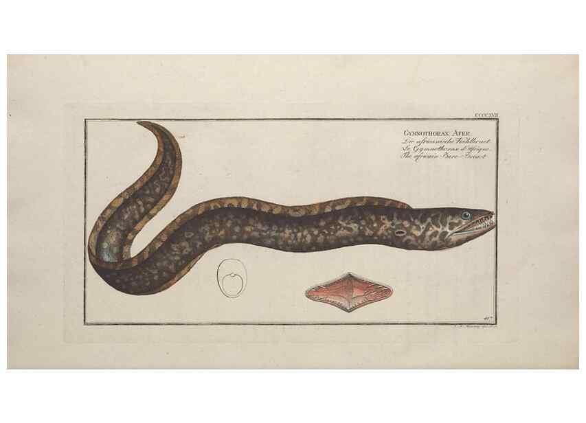 Reproducción/Reproduction 49774603566: Ichtyologie, ou, Histoire naturelle, générale et particulière des poissons :. A Berlin :Chez l'auteur, & chez François de la Garde libraire,1785-1797.. 