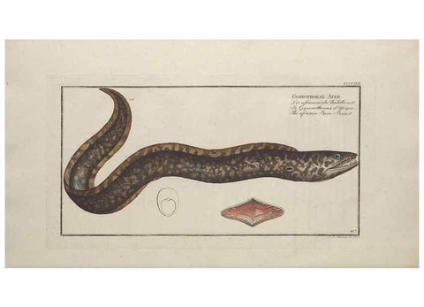 Reproducción/Reproduction 49774603566: Ichtyologie, ou, Histoire naturelle, générale et particulière des poissons :. A Berlin :Chez l'auteur, & chez François de la Garde libraire,1785-1797.. 