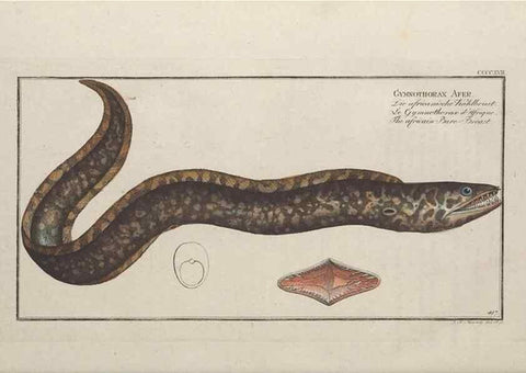 Reproducción/Reproduction 49774603566: Ichtyologie, ou, Histoire naturelle, générale et particulière des poissons :. A Berlin :Chez l'auteur, & chez François de la Garde libraire,1785-1797.. 