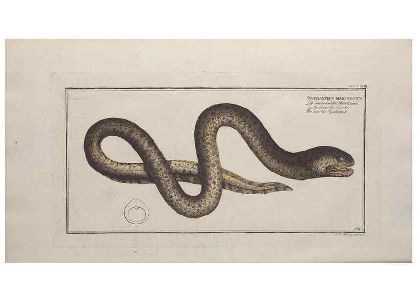 Reproducción/Reproduction 49774073498: Ichtyologie, ou, Histoire naturelle, générale et particulière des poissons :. A Berlin :Chez l'auteur, & chez François de la Garde libraire,1785-1797.. 