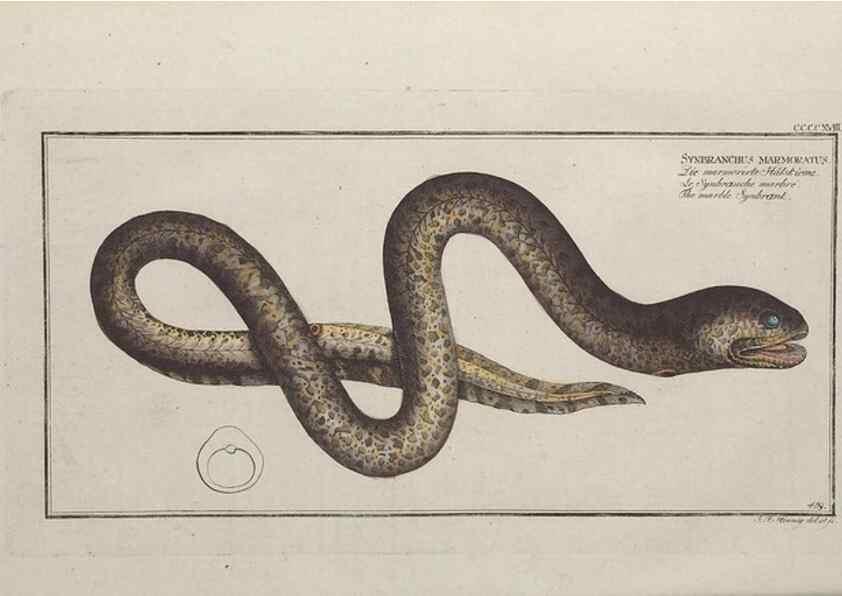Reproducción/Reproduction 49774073498: Ichtyologie, ou, Histoire naturelle, générale et particulière des poissons :. A Berlin :Chez l'auteur, & chez François de la Garde libraire,1785-1797.. 