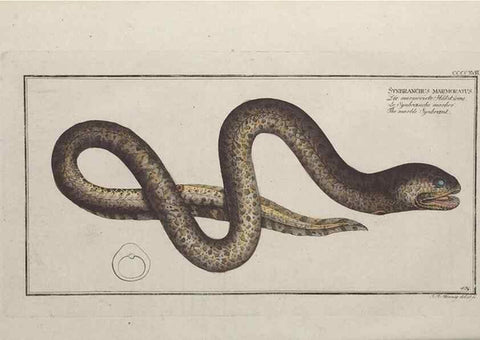 Reproducción/Reproduction 49774073498: Ichtyologie, ou, Histoire naturelle, générale et particulière des poissons :. A Berlin :Chez l'auteur, & chez François de la Garde libraire,1785-1797.. 