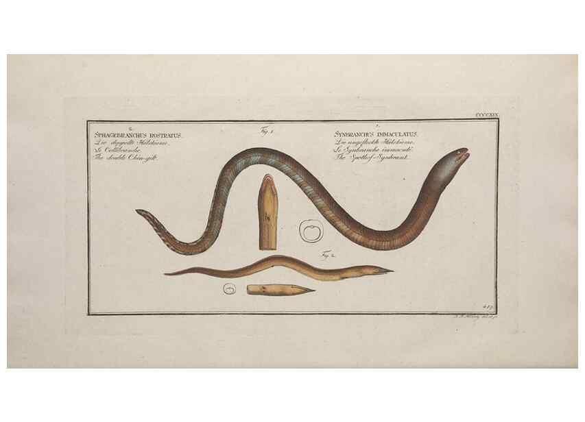 Reproducción/Reproduction 49774604341: Ichtyologie, ou, Histoire naturelle, générale et particulière des poissons :. A Berlin :Chez l'auteur, & chez François de la Garde libraire,1785-1797.. 